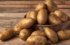 Дефицит: Украина впервые закупает картошку в Беларуси