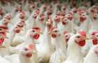 На украинской курятине появится маркировка «без антибиотиков»