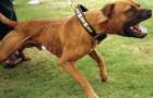Мариупольцы требуют усилить контроль за выгулом собак на территории школ, садиков и больниц
