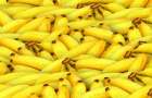 Эксперты рассказали о вреде перезревших бананов