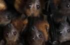В Чернобыльской зоне нашли 9 редких видов летучих мышей