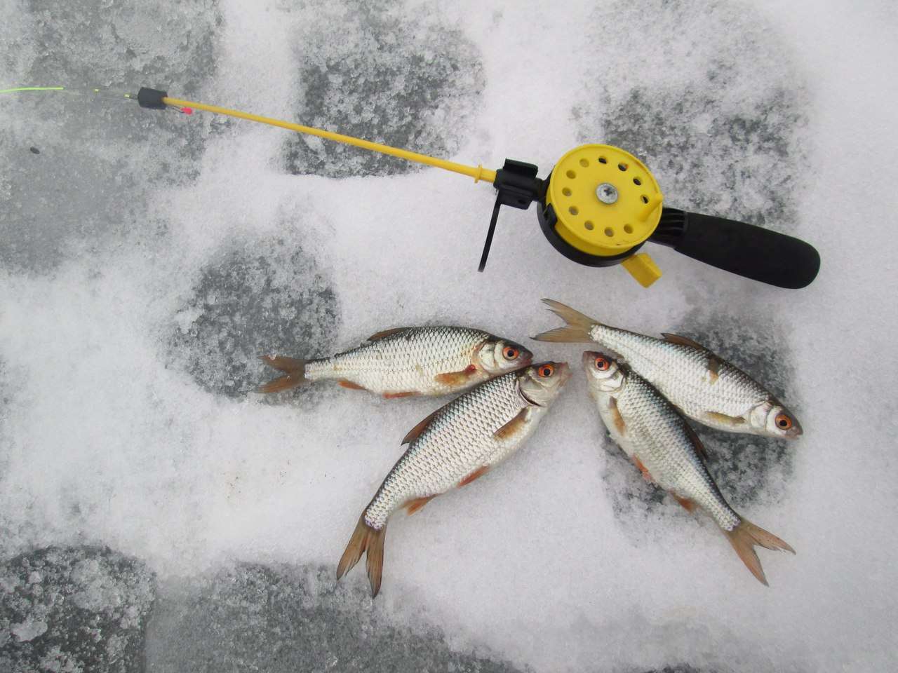 Рыбалка на р.Северский Донец залив "Пеньки"