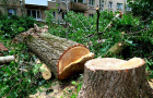 В Константиновке собираются убрать 282 аварийных дерева на 18 улицах