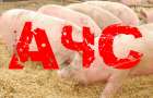 В Добропольском районе вспышка африканской чумы свиней