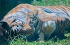 В харьковском экопарке родились амурские тигрята