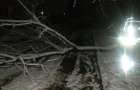 Погода разбушевалась: В Бахмуте упало дерево, заблокировав подъезд жилого дома