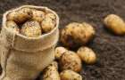 В Украине резко подешевел картофель