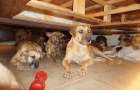 На Багамах женщина укрыла в своем доме от урагана «Дориан» почти сотню собак