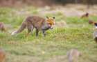 Residents of the village of Sartana near Mariupol complain about the invasion of foxes