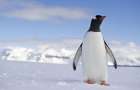 В Новой Зеландии были найдены останки пингвина в человеческий рост