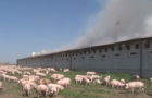 Во Львовской области заживо сгорели полтысячи свиней