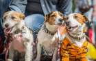 На День города в Краматорске состоится благотворительный парад собак 