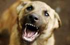 В Дружковке за неделю собаки шесть раз нападали на людей