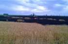 В Великоновоселковском районе пожаp уничтожил два гектара пшеницы