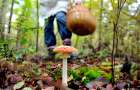 Мужчина отравился грибами в Мариуполе