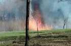 Покровск: в парке Юбилейный сгорел гектар сухостоя