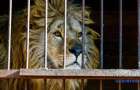 Льва, которого забрали из частного зоопарка в Покровске, отправили в Южную Африку
