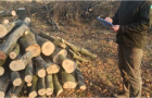 В Краматорске неизвестные вырубили более 60 деревьев
