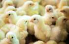 В Европе собираются запретить умерщвление цыплят-петушков