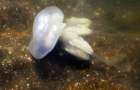 Под Мариуполем море отступило и убило сотни медуз