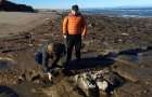 В Аргентине найдены останки гигантского ленивца