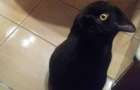 Пользователи сети не смогли отличить кота от ворона на картинке