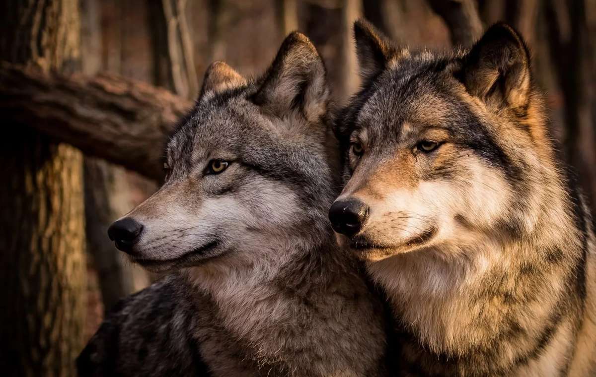 И волки могут быть с человеческим сердцем!