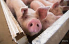 Украина скупает свинину в Польше, Германии и Дании – Госстат