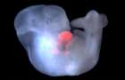 Ученые создали гибридный эмбрион человека и обезьяны