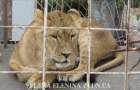 Shelter of circus animals in Pokrovsk needs help