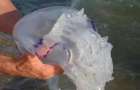 Огромные медузы атакуют отдыхающих на Азовском море