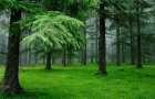 В Мариупольском парке Гурова появится хвойный лес