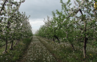 Яблоки из Донецкой области покупают за границей