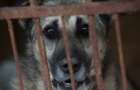 В Украине ужесточили наказание за издевательство над животными