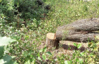 В «Коммунсервисе» заявили о непричастности к вырубке деревьев в Константиновке