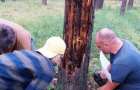 В Донецкой области массово сохнут сосновые леса