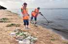 В Мариуполе нашествие медуз: для уборки понадобился трактор