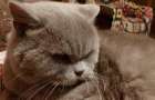Лайфстайл: Шотландец: норовливый кот голубых кровей
