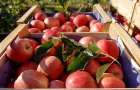 ЕС разрешил импорт украинских овощей и фруктов 