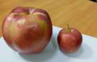 Рекорды Дружковки: жительница вырастила почти килограммовое яблоко