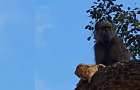Как бабуин нес на «руках» львенка зафиксировал гид из ЮАР