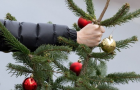 В Киеве открыли пункты утилизации новогодних елок 