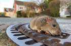 В Германии для спасения застрявшей в крышке люка крысы вызвали бригаду пожарных