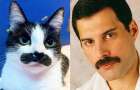 В сети прославилась кошка, которая очень похожа на фронтмена группы Queen