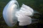 В Азовском море появились ядовитые медузы