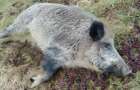 An outbreak of African swine fever was recorded in the Donbass 