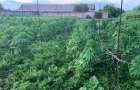 Женщина выращивала более 700 кустов конопли в Дружковке