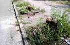 Почему убирают зеленые деревья в Константиновке