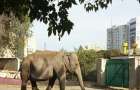 Удивленные харьковчане засняли на улице слона 