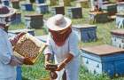 В Украине обеспечат поддержку пчеловодства